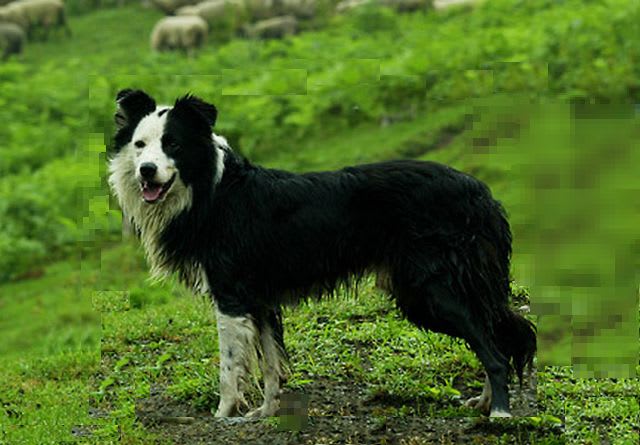 牧羊犬ボーダー・コリー