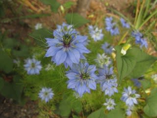 散歩で見た花 ニゲラ ムラサキツユクサ イソトマ ナデシコ ポピー お花が好き ぼおっと眺める草木との時間を記録して
