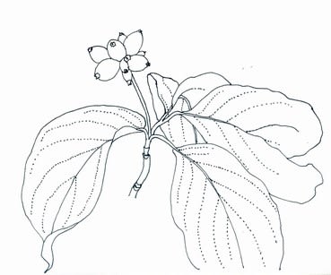 ハナミズキの枝 植物画とキノコグッズの部屋