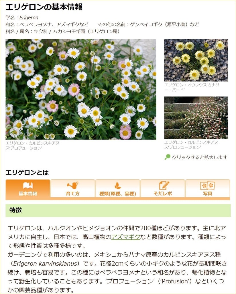 よく見る小さな白い花の名前 源平小菊 今週のこんなニュース