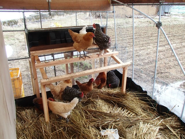 鶏ハウスづくり 2 鶏の導入 無農薬 自然菜園 自然農法 自然農 で 自給自足life 持続可能で豊かで自然な暮らしの分かち合い 鶏ハウスづくり 2 鶏の導入 無農薬 自然菜園 自然農法 自然農 で 自給自足life 持続可能で豊かで自然な暮らしの分かち合い