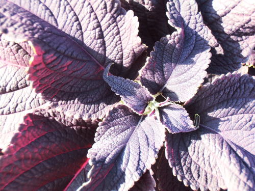 コリウス（Coleus）