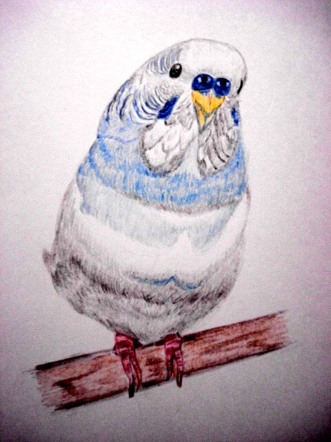 色鉛筆画６９ （鳥） - 一期一会の想いを込めて・・・