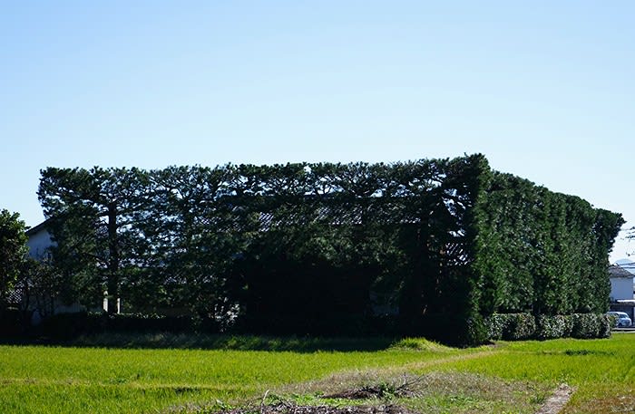 クロマツ防風林に囲まれた茅葺民家 In 島根 出雲平野 旅するデジカメ 我が人生