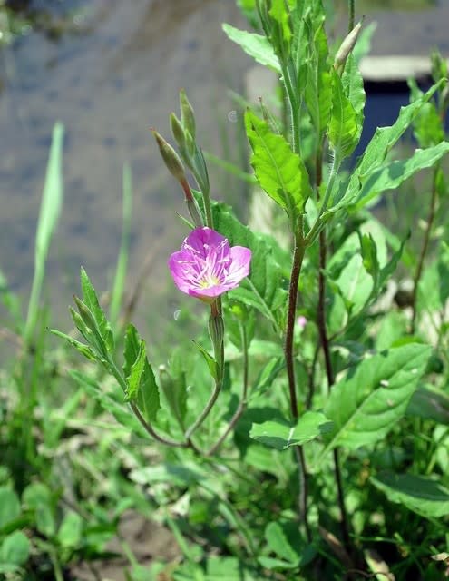アカバナユウゲショウ 赤花夕化粧 サボテン栽培とスタッフの投稿