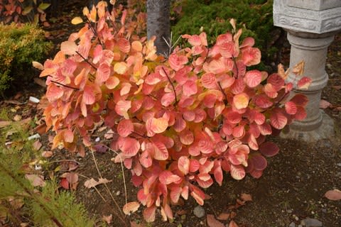 スモークツリーの紅葉 たからひかり薔薇が咲く