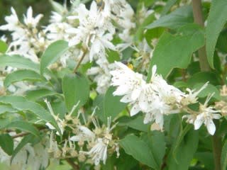 白い花の匂う垣根 おふう日記