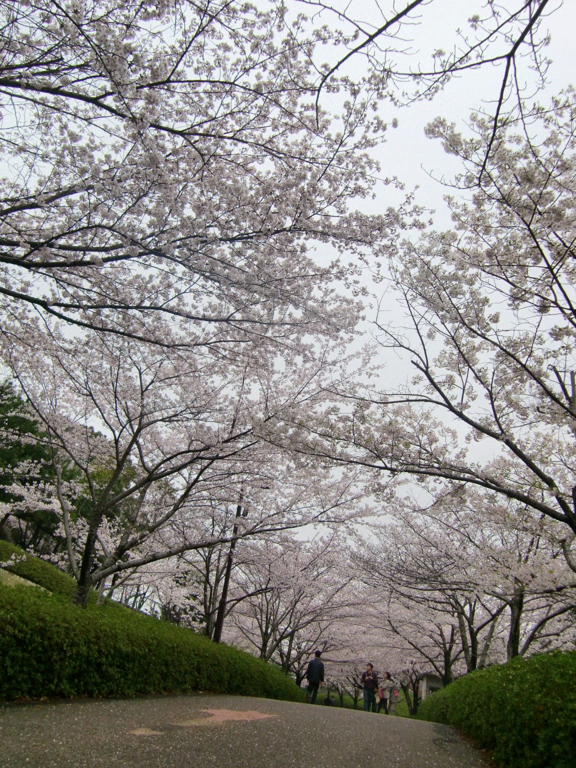 曇り空と桜～☆の画像