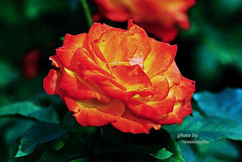錦 珍しい品種で手に入れにくいバラ 薔薇百譜 Rosasuggie