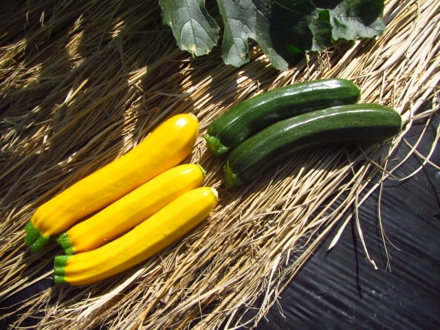 ズッキーニの人工授粉と収穫 大好き 野菜の時間