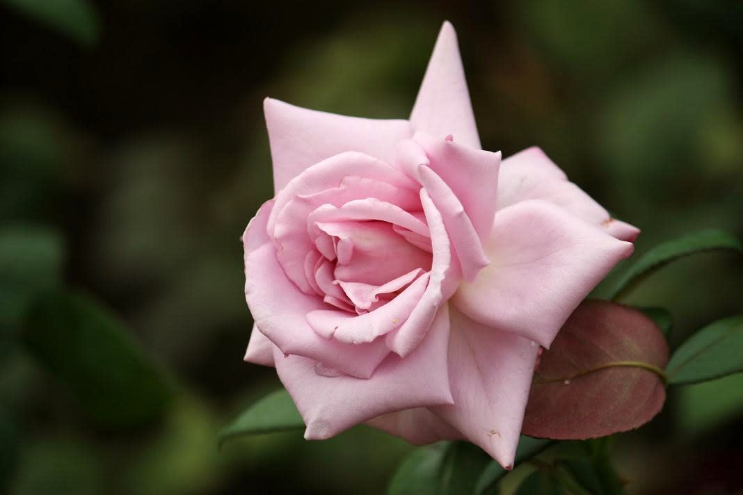 秋の薔薇の画像