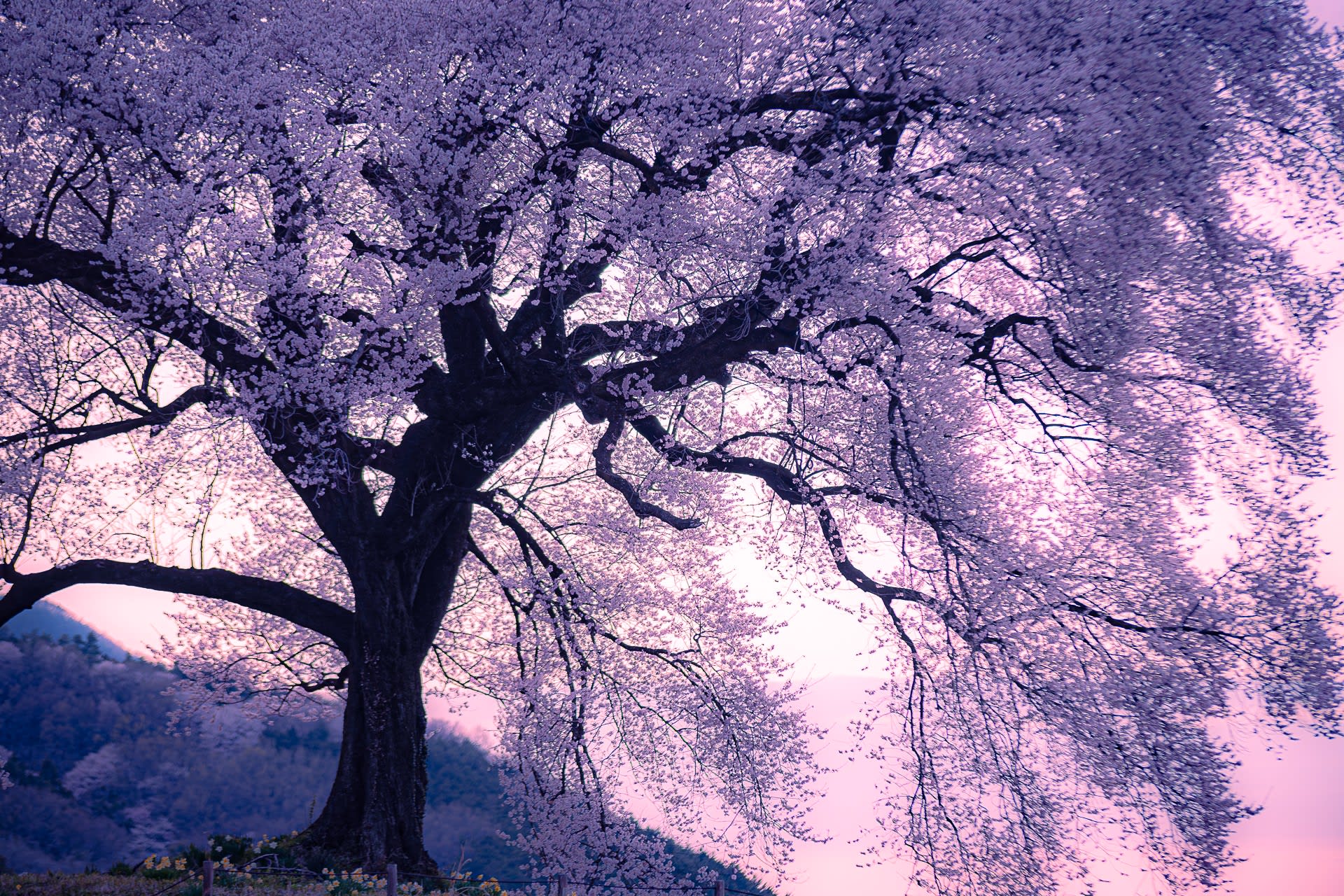 わに塚の桜の写真