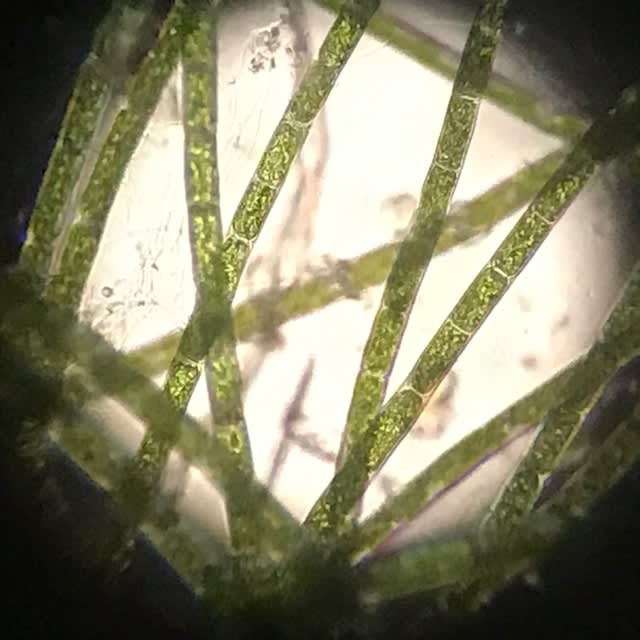 久しぶりの顕微鏡 水槽の緑の糸はサヤミドロでした ねこじゃらし2