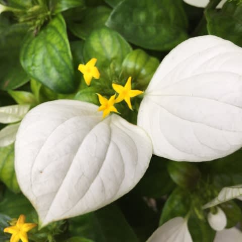 白い葉のように見えるガクと星型の黄色い花の名は崑崙花 質オザサ店主ブログ