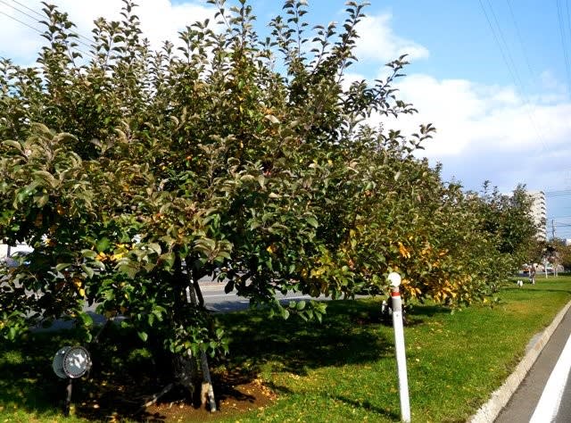樹木ウォッチング冬から夏へ３４４リンゴ１ 井伊影男の植物観察