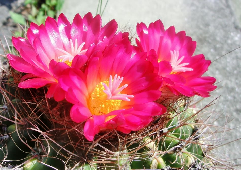 サボテンの花 サボテン科 ひげ爺さんのお散歩日記 2 サボテンの花 サボテン科 ひげ爺さんのお散歩日記 2
