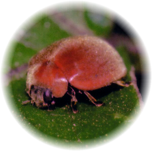 テントウムシ のブログ記事一覧 ゆめこが虫を撮る