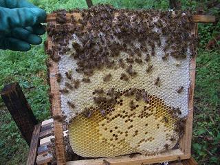 日本蜜蜂の巣房 巣板 日本蜜蜂お譲りします