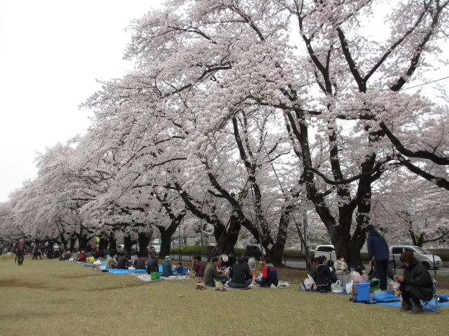 お花見 稲荷山公園 桜まつり 四季のうつろいretter