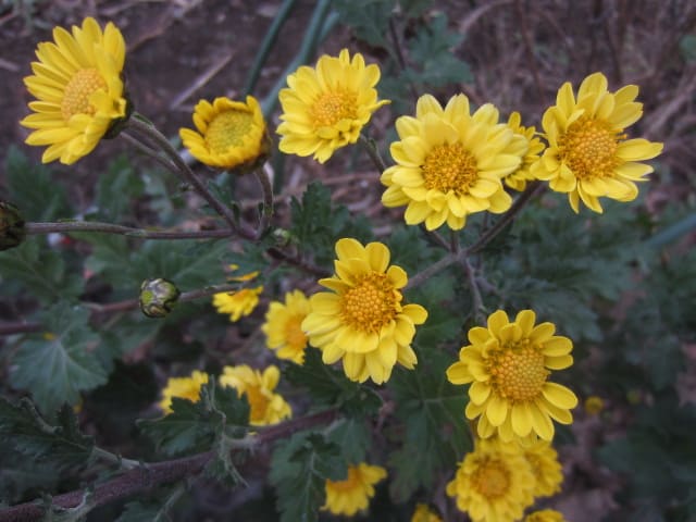 寒菊 - 我が家の庭の花
