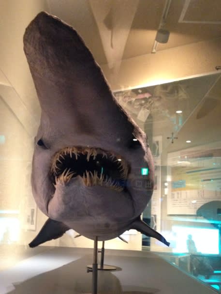 弾丸 サメと聖地巡礼の旅 しながわ水族館はシロワニの夢を見るか サメと甘党