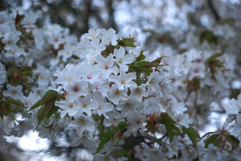 白い桜 アメリカサイフリボク にゃんころ へそまがり姫 あっちこっち
