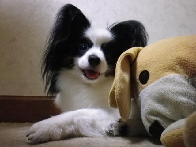 コロンの相棒パペット犬 天使のような可愛いパピヨン コロンの部屋 コロンの相棒パペット犬 天使のような可愛いパピヨン コロンの部屋