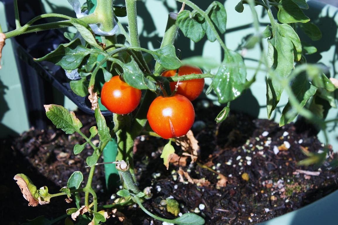 挿し芽のトマト二世その後の画像