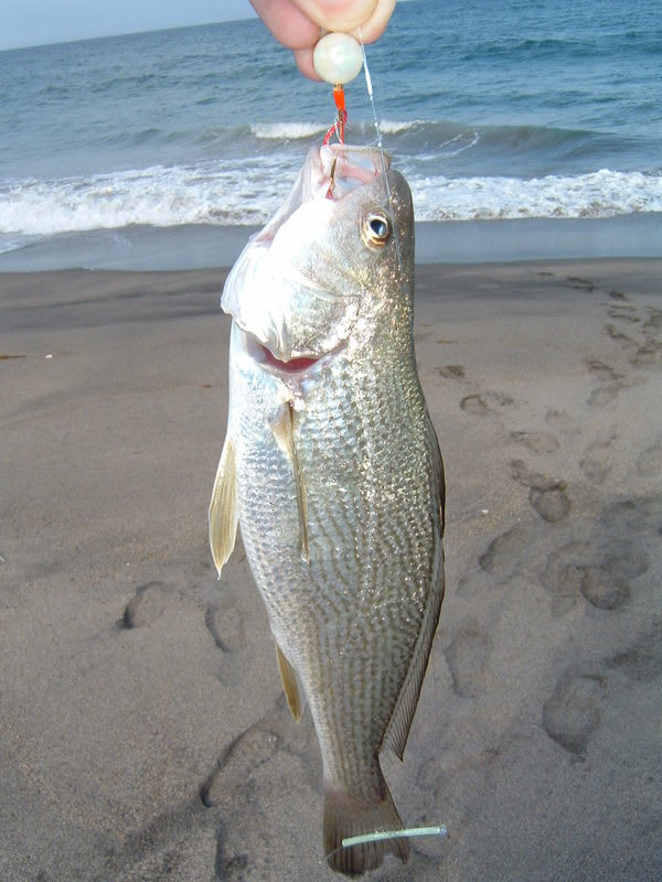 海釣り 宮城県岩沼市 砂浜でイシモチ釣り サラリーマン岩魚太郎 ｓｉｔ の日記