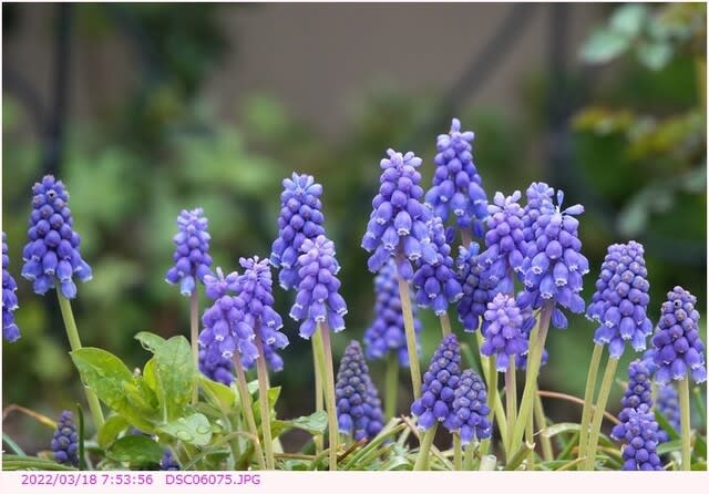 ムスカリ 青紫色の壷形の花 散歩写真