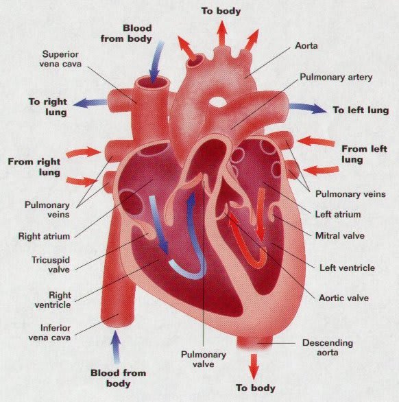 The Heart 心臓の構造 Around Medicial