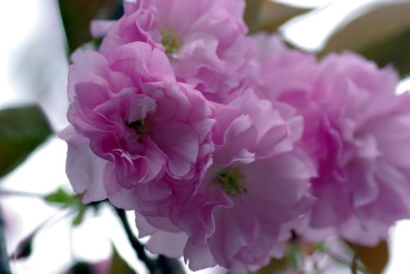 今が満開の八重咲きの桜