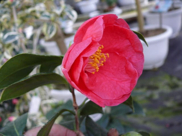 世界の椿館 碁石 の椿 花野 はなの 年11月27日 金 Peaの植物図鑑