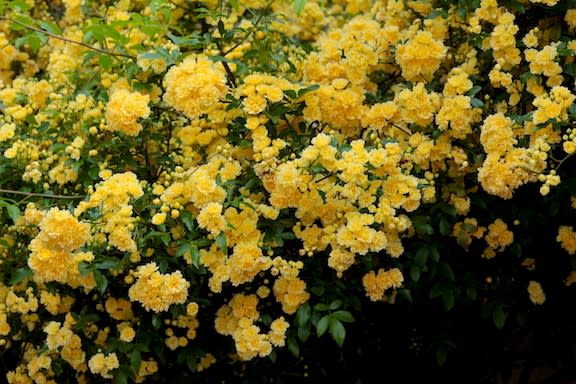 匂い立つ黄色い花 京都園芸倶楽部のブログ
