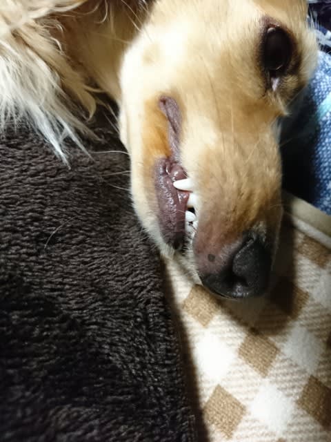犬のホクロと耳毛チリチリ - 白まゆげ ツンデレダックス