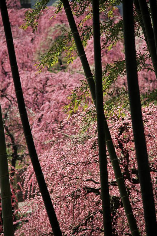 梅花爛漫の画像