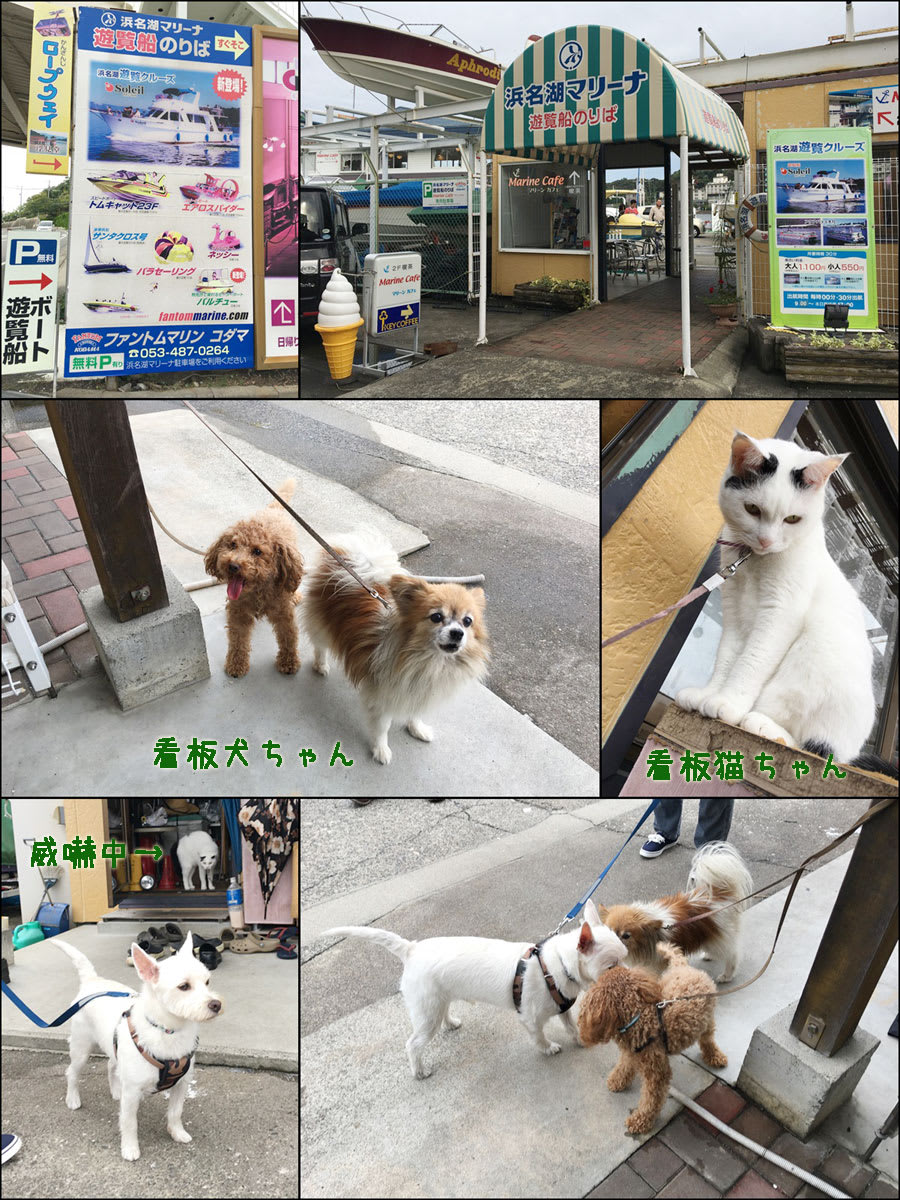 10月 犬連れ浜名湖旅行その2 シーズー犬日和つきこはる