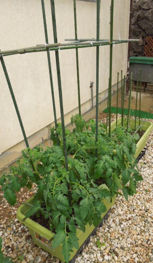プランターに植えた トマトとオクラ アザミの庭造りとダイエット生活 新