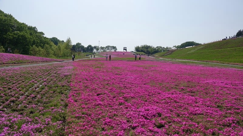 栃木県市貝町の芝桜は終盤でした 花の詩山の詩