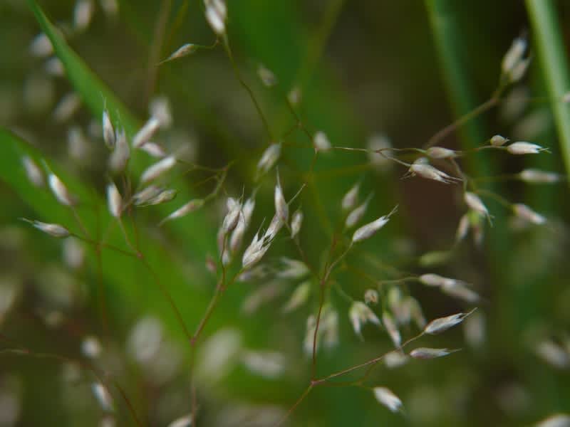 HAYASHI-NO-KO