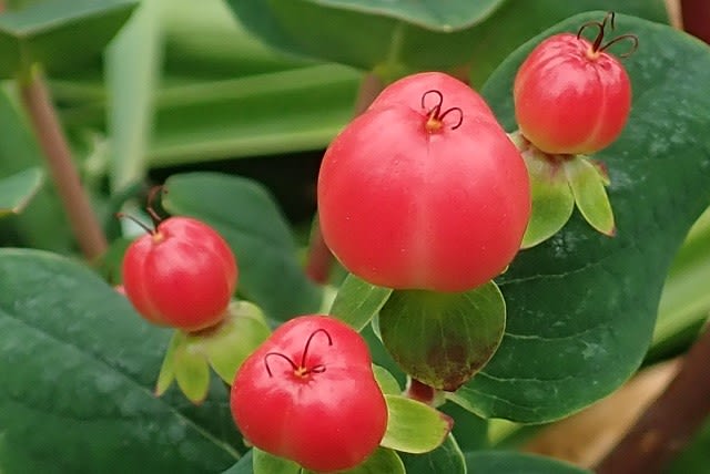 ヒペリカムの挿し木 自宅 Nokoの花図鑑