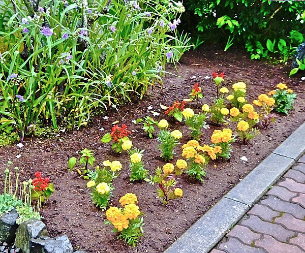遅れ馳せながら マリーゴールド 黄と橙 とサルビア 赤 の苗を定植して夏花壇完成 タックの庭仕事 黄昏人生残日録