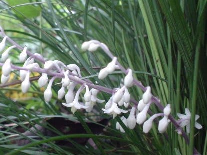 瑠璃色宝石の花 ｇｏｒｏ ｓ 花 ｄｉａｒｙ