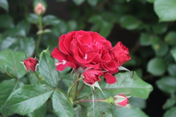 第19回国際バラとガーデニングショウ新品種3 - 薔薇と草花の日記