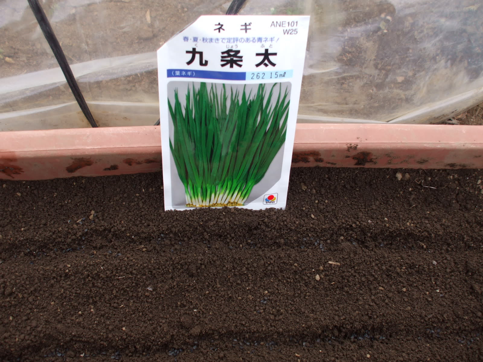 九条太ネギ プランターへ播く 80坪の有機家庭菜園