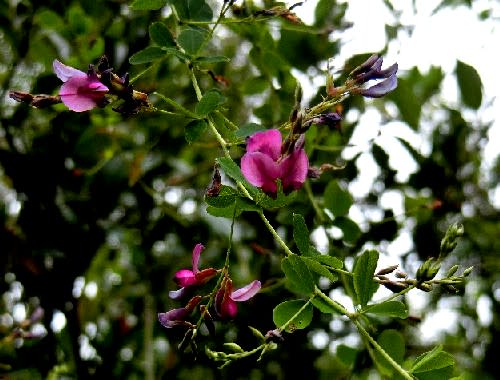 ハギ 萩 の仲間 ミヤギノハギ シロハナハギ アレチヌスビトハギ 他 花と徒然なるままに