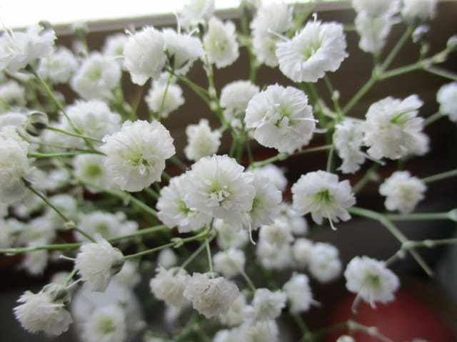カスミソウ(ハナイトナデシコ)切り花