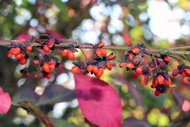 紅葉