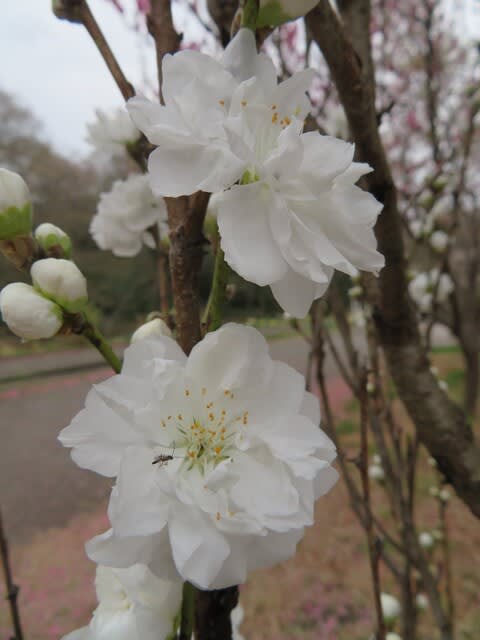 白の大輪の花がつく「ホウキモモ」（春の花 21-09） - 野の花 庭の花