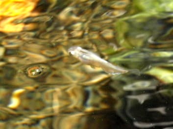 メダカ 琥珀錦透明鱗 稚魚 その名は 紅孔雀 院長の趣味 オーディオや音楽 を中心に 佐野療術院 光線療法で スッキリ さわやかに